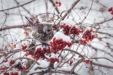 Meyveleri yemekten fieldfare kuş