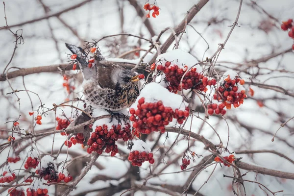 Fieldfare 새 열매를 먹고 — 스톡 사진