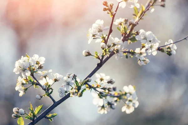 Flores de cerezo blanco en primavera —  Fotos de Stock