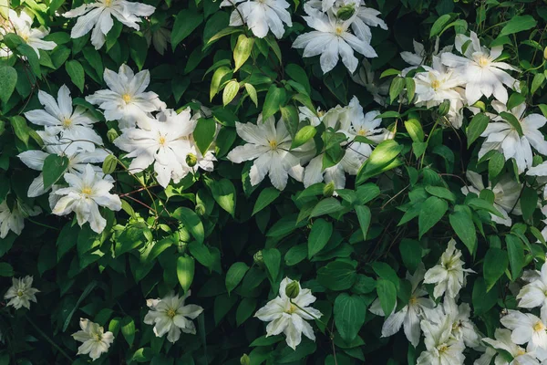 Clematis květiny closeup — Stock fotografie