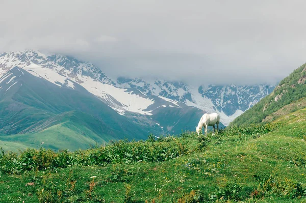 Белый конь в высоких горах — стоковое фото