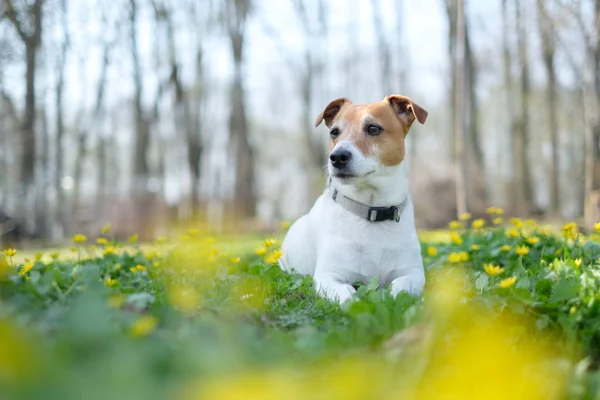 Jack Russel terrier en el prado de flores — Foto de Stock