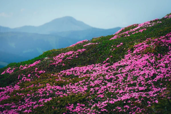 Magic pink rhododendron — Stock Photo, Image