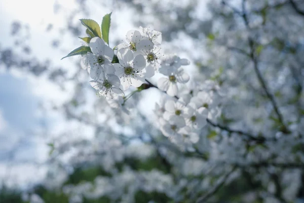 Weiße Kirschblüten zur Frühlingszeit — Stockfoto