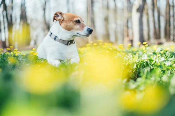 Jack Russel terrier en el prado de flores — Foto de Stock