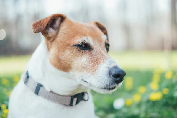 Jack Russel terrier en el prado de flores —  Fotos de Stock