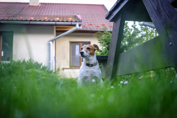 Jack russel terrier on lawn near house — Stock Photo, Image