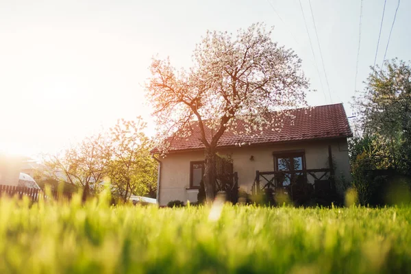 House yakınındaki yeşil çim