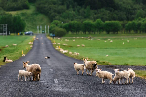 Fåren på isländska road — Stockfoto