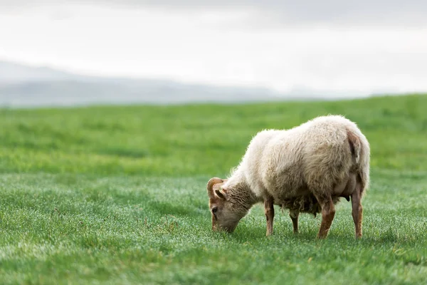 Får på grön äng. — Stockfoto