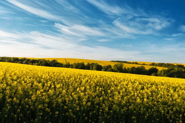 青空の下で黄色の菜の花畑背景 — ストック写真