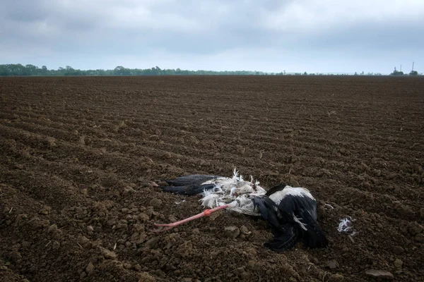 Мертвый аист на сельскохозяйственном поле — стоковое фото