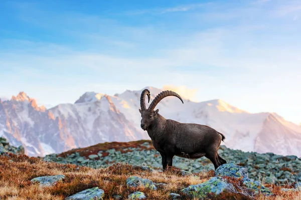 Wilde geit in de Franse Alpen — Stockfoto