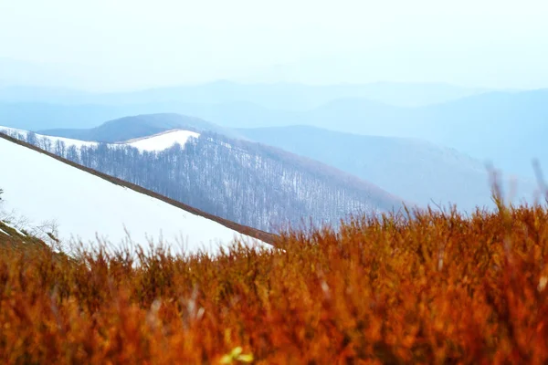 Весняні засніжені пагорби з червоною чорницею — стокове фото