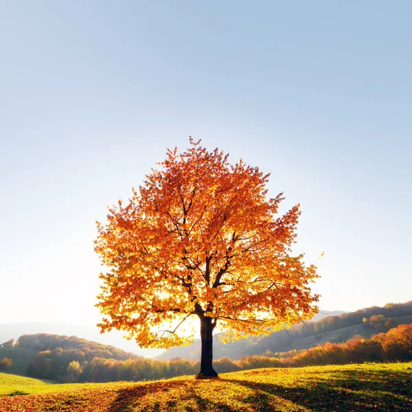 Majestätisk bok träd med soliga strålar på hösten berg — Stockfoto