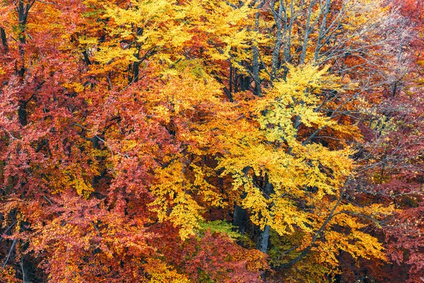 Barevné bukové větve se žlutou a oranžovou folliáží — Stock fotografie