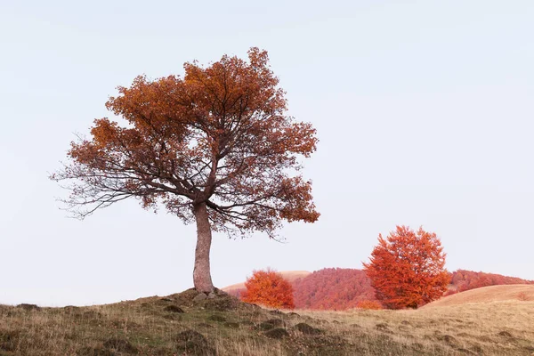 가을 산에서 오렌지 빛으로 반짝 이는 웅장 한 너도밤나무 — 스톡 사진