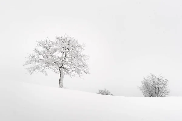 눈덮인 나무가 있는 놀라운 풍경 — 스톡 사진