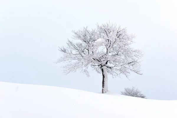 Geweldig landschap met een eenzame besneeuwde boom — Stockfoto
