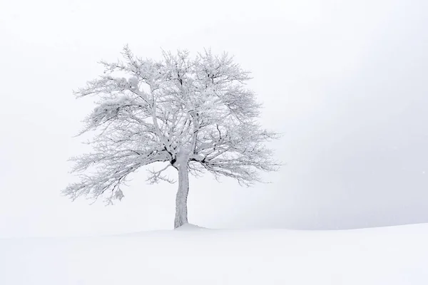 Geweldig landschap met een eenzame besneeuwde boom — Stockfoto