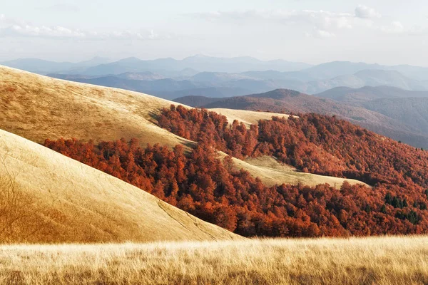 Picturesque autumn mountains with red beech forest — Stock Photo, Image