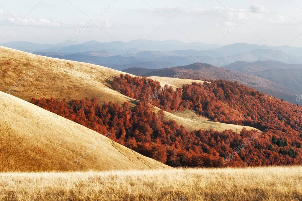 Picturesque autumn mountains with red beech forest