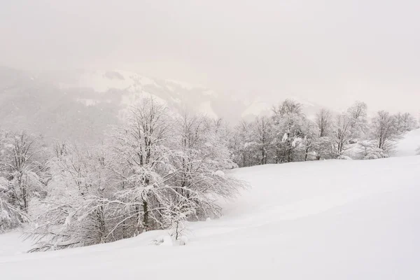 曇りの日のミニマルな冬の風景 — ストック写真