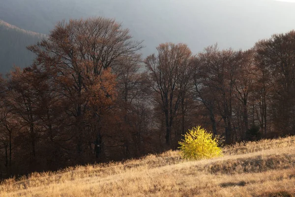 Malerische Herbstberge mit Rotbuchenwald — Stockfoto
