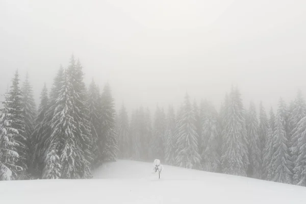 Fantastisch winterlandschap met besneeuwde bomen — Stockfoto