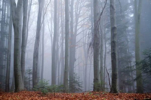 Misterioso bosque de haya oscura en la niebla —  Fotos de Stock