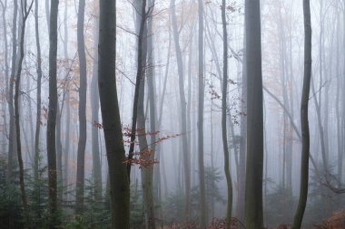 Siste gizemli karanlık kayın ormanı