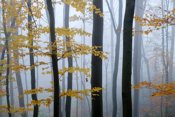 Misteriosa floresta de faia escura no nevoeiro — Fotografia de Stock