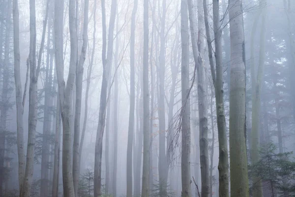 Mystisk mörk bokskog i dimma — Stockfoto