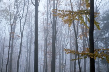Siste gizemli karanlık kayın ormanı
