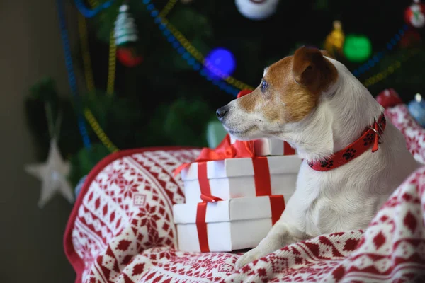 Jack Russel terrier pies w pobliżu prezenty świąteczne — Zdjęcie stockowe