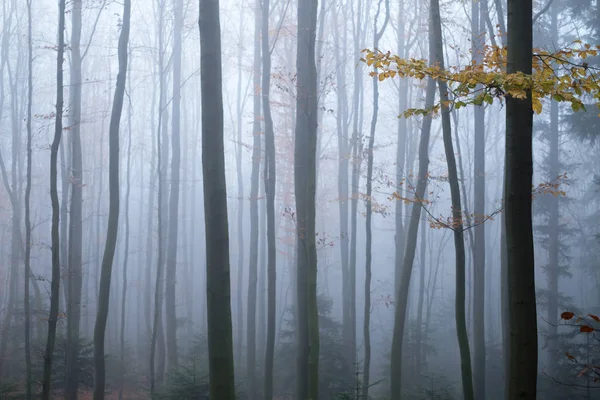 Geheimnisvoller dunkler Buchenwald im Nebel — Stockfoto