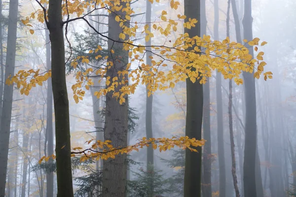 霧の中の神秘的な濃いブナの森 — ストック写真