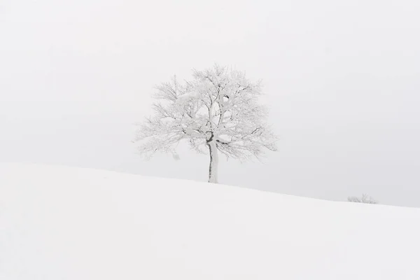 Csodálatos táj egy magányos havas fával — Stock Fotó