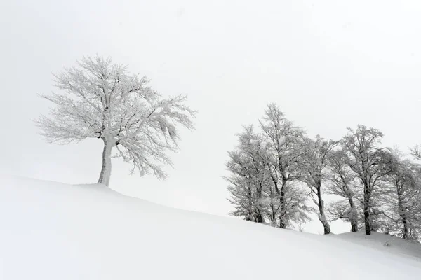 Niesamowity krajobraz z samotnym śnieżnym drzewem — Zdjęcie stockowe