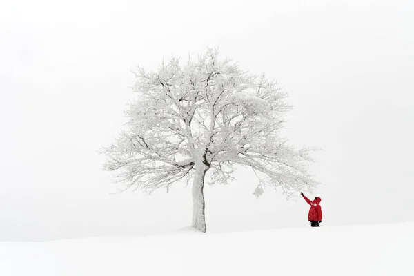 Paisagem incrível com uma árvore nevada solitária — Fotografia de Stock