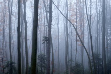 Mysterious dark beech forest in fog clipart