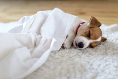 Jack russel Teriyer köpeği beyaz sazan balığının üstünde uyuyor.