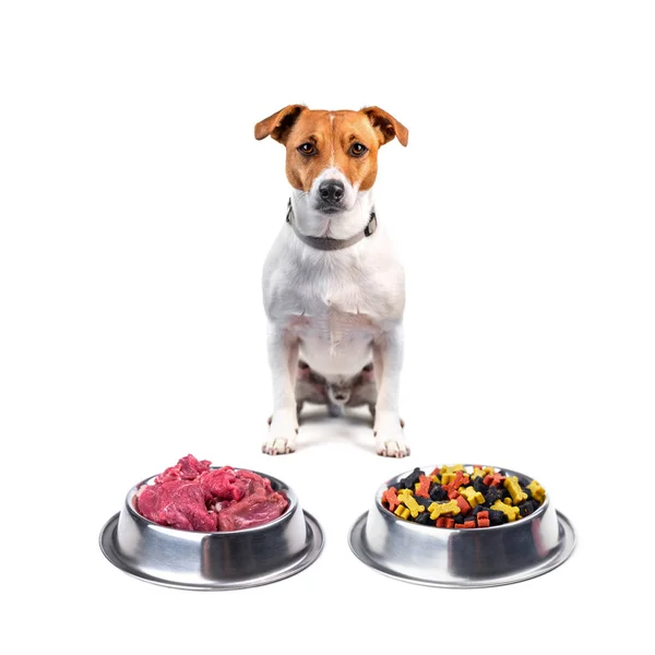 Jack Russel terrier with different food in metal plate — стоковое фото
