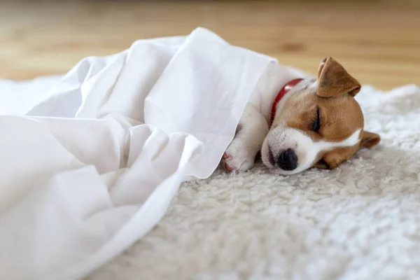 Jack Russel terrier cachorro durmiendo en blanco carpa —  Fotos de Stock