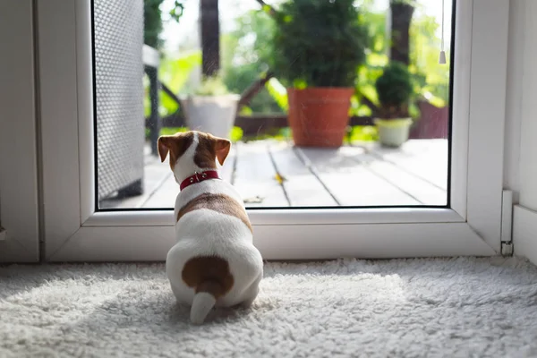 Jack russel terrier cucciolo seduto vicino alla porta — Foto Stock