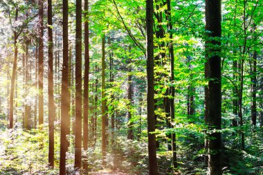 Güzel bir yaz ormanı Ağaç gövdeleri ve güneş ışınlarıyla