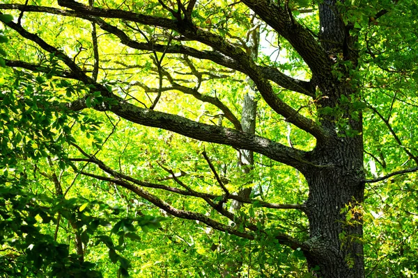 Bela floresta de verão com tronco de carvalho larga — Fotografia de Stock