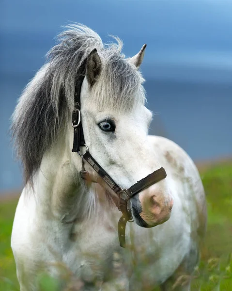 Portrait of white icelandic horse — Stock Photo, Image