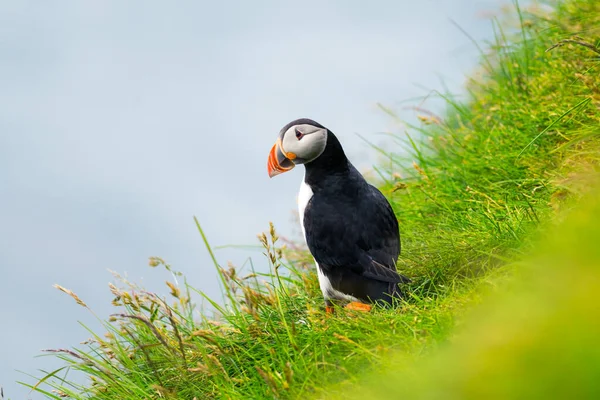 Berömd färöisk fågel - puffin — Stockfoto