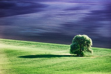 Tarlası ve ağacı olan kırsal bir arazi.